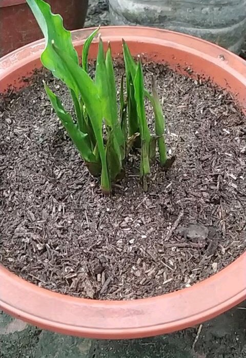 家庭阳台栽培最好的花卉,适合阳台种植的不死苗盆栽