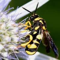 随笔：童趣拾遗之蜂子