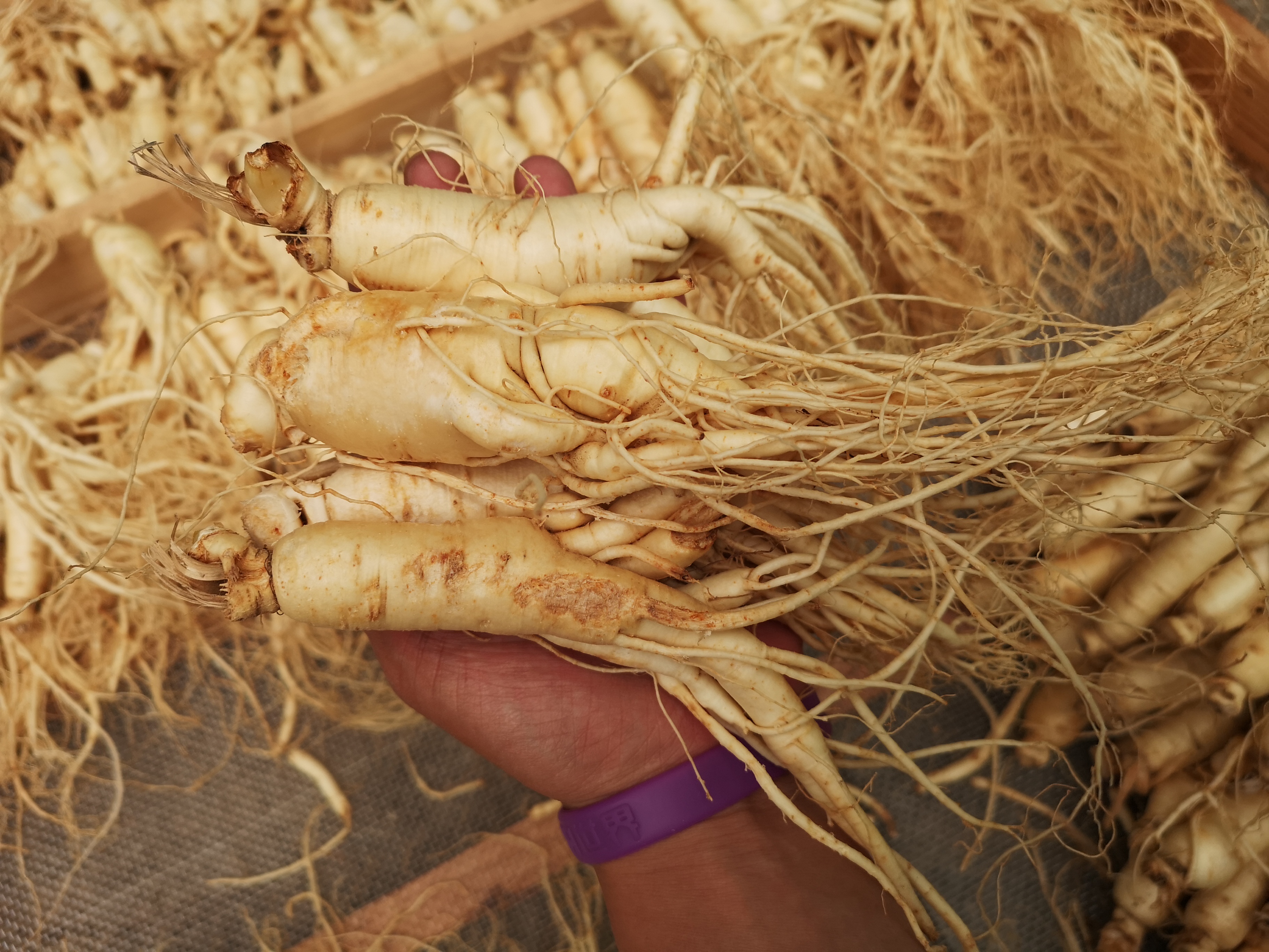 鲜参的加工详细方法,鲜参的种类大全