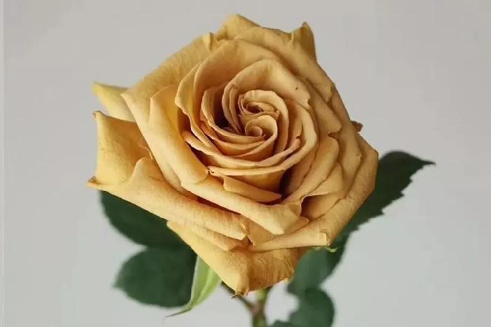 花店常用玫瑰花品种大全,一篇文章带你认识三亚40种花