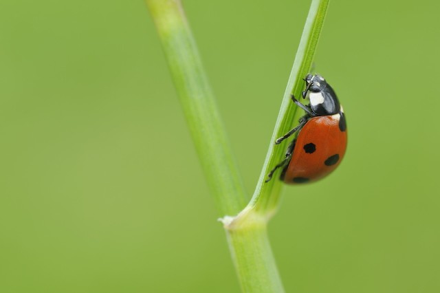 治蚜虫用什么农药最好用,蚜虫怎么灭杀用什么农药最有效