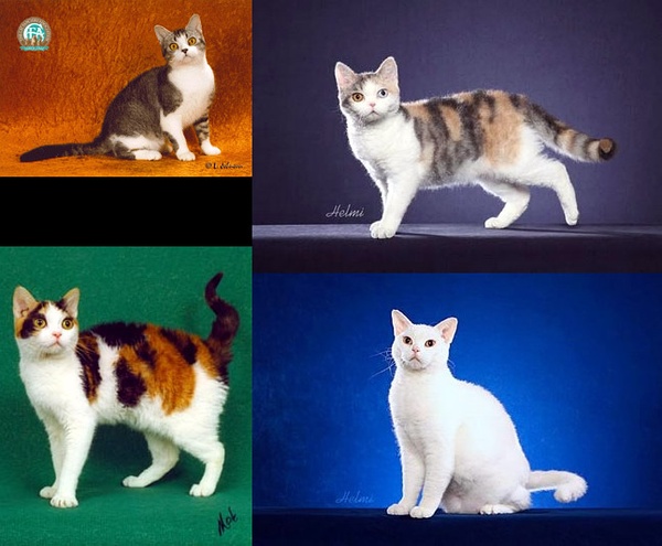 名贵猫咪的品种及图片大全,十大名贵猫咪品种排行榜