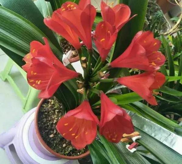 君子兰叶扦插几天能生出小君子兰,君子兰的叶子需要啥基质扦插