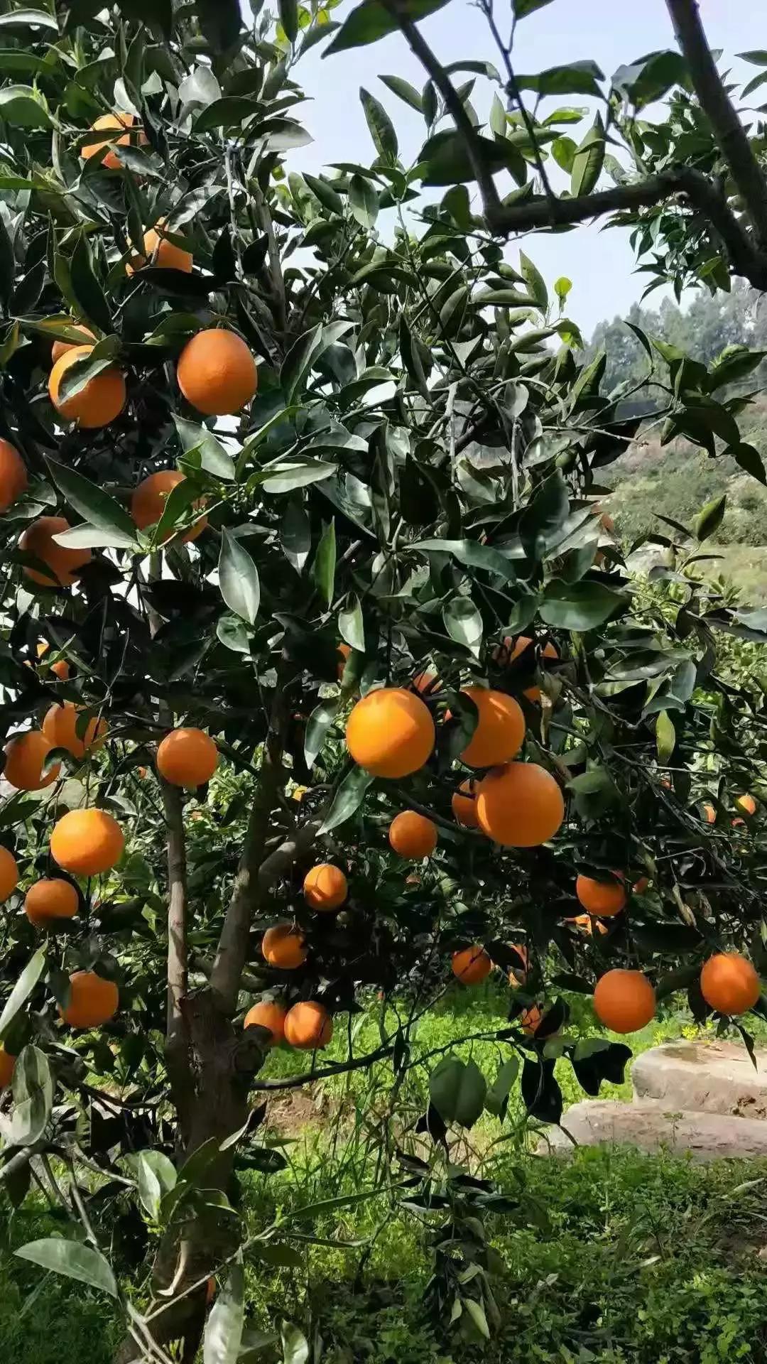 湖北秭归脐橙跟江西甜橙哪个好吃,秭归伦晚脐橙新鲜甜橙9斤