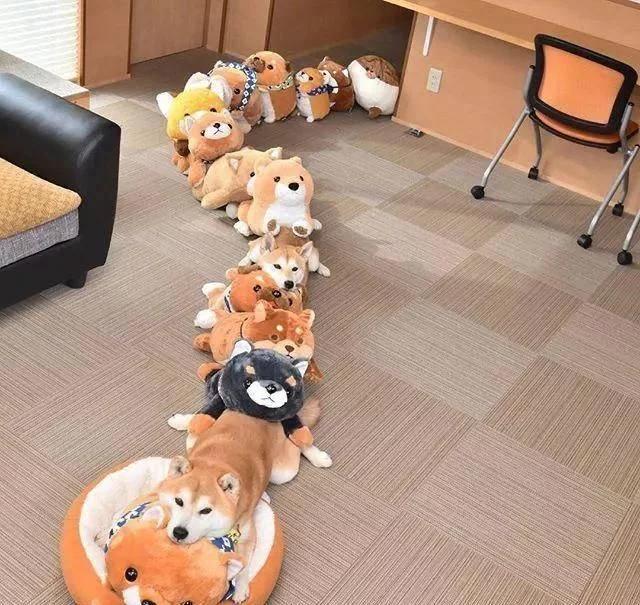主人买了一堆柴犬玩偶,结果柴犬混入其中,主人想找也找不到了
