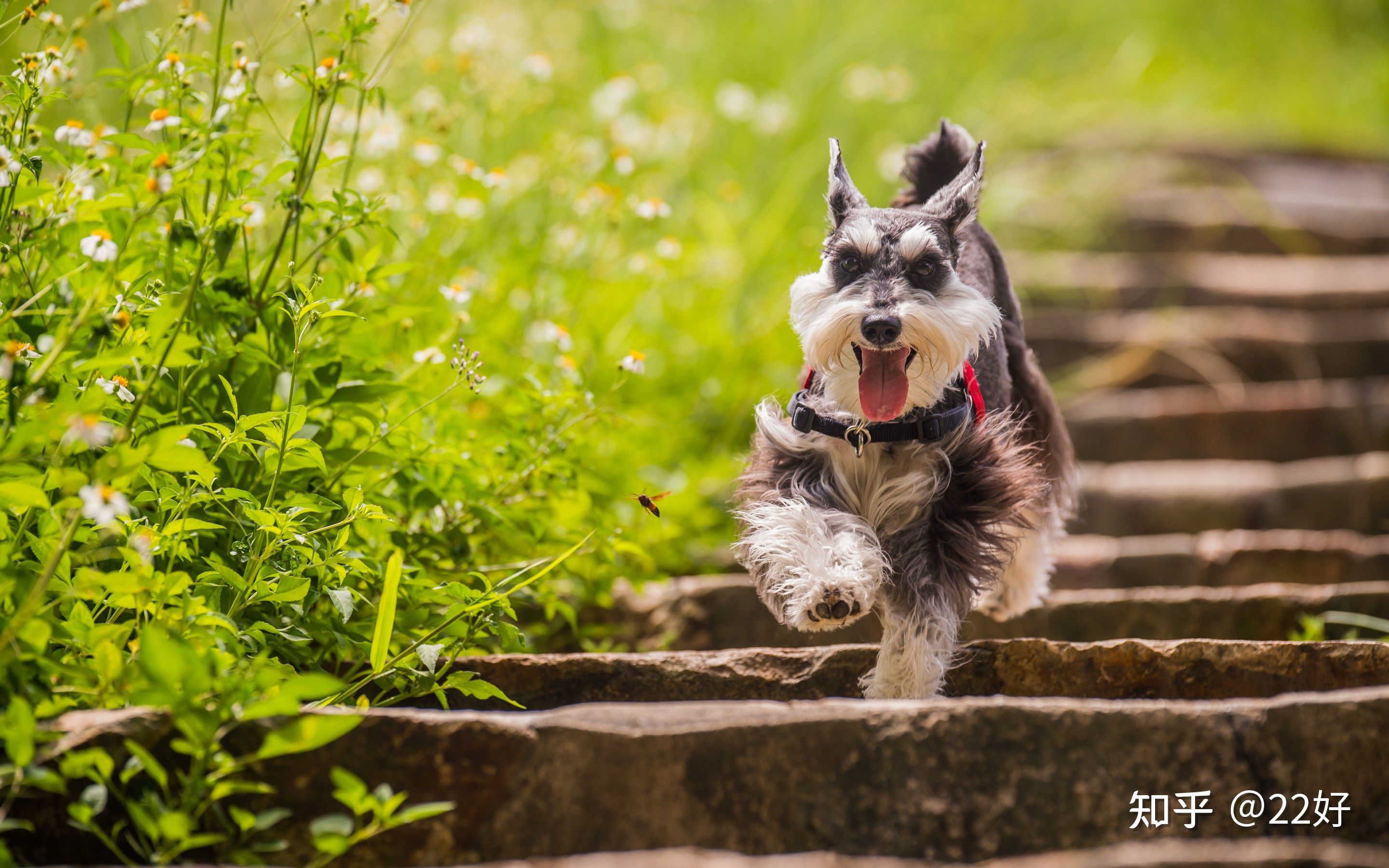 雪纳瑞脱毛吗,雪纳瑞脱毛严重是什么原因