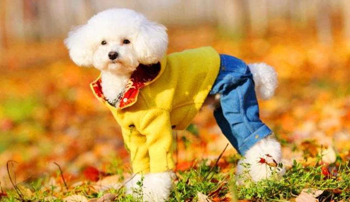 新手养狗需要的必备用品,养狗一定要买的日常东西有哪些