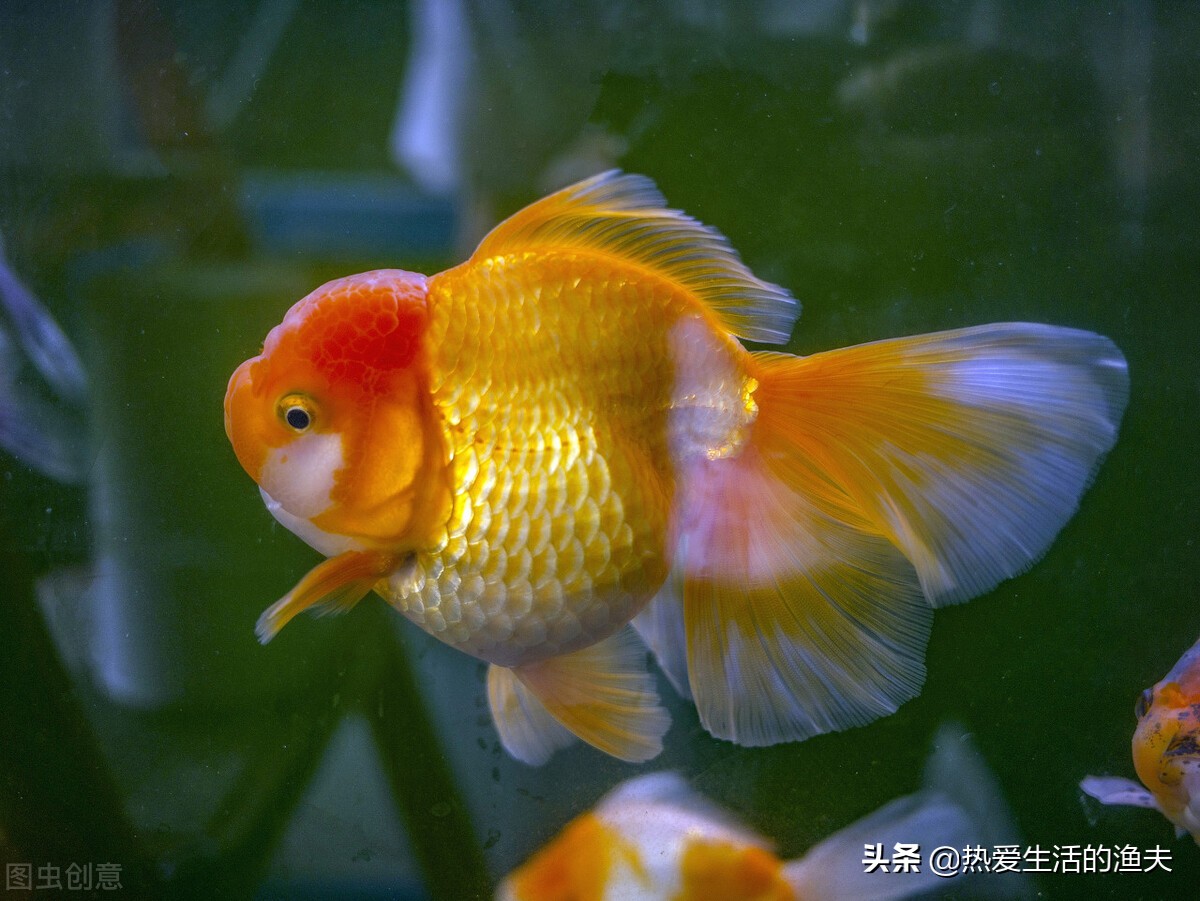 哪种金鱼好看好养,金鱼哪个品种比较好养还好看