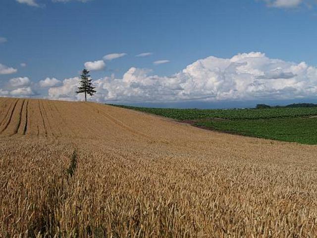 官方发布关于农村补贴的最新政策,农民又有哪5项补贴政策