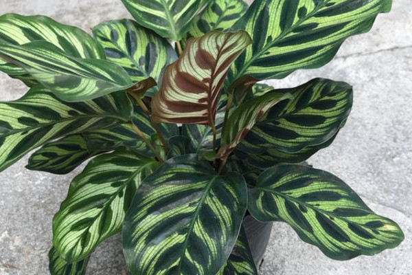 南方孔雀竹芋冬天怎么养,孔雀竹芋可以过冬吗怎么养