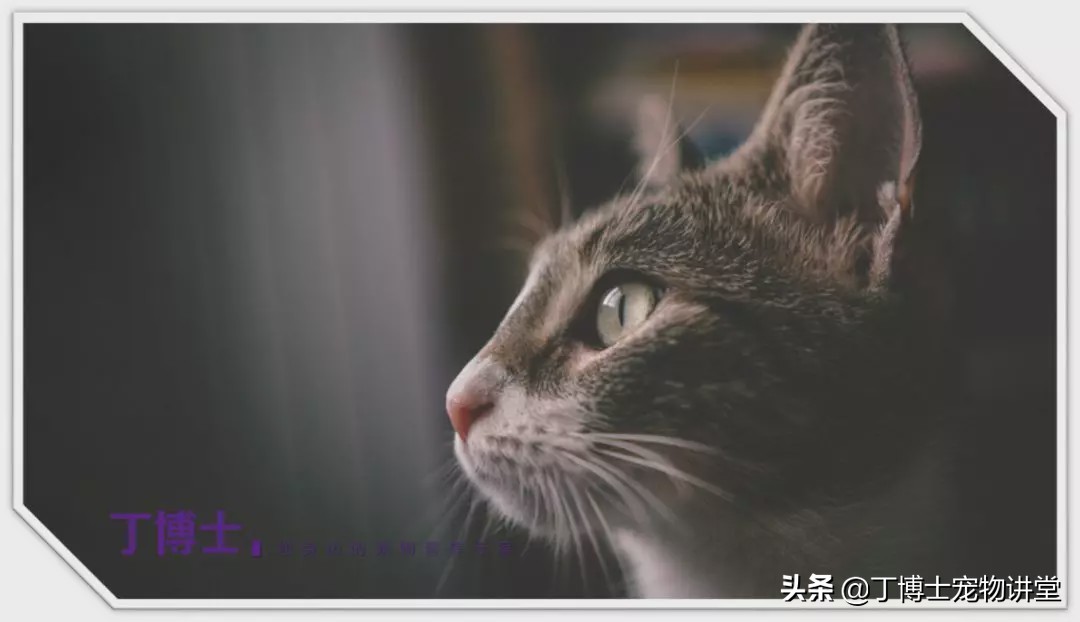 宠物猫营养补充剂怎么吃,幼猫健康饮食食谱图表