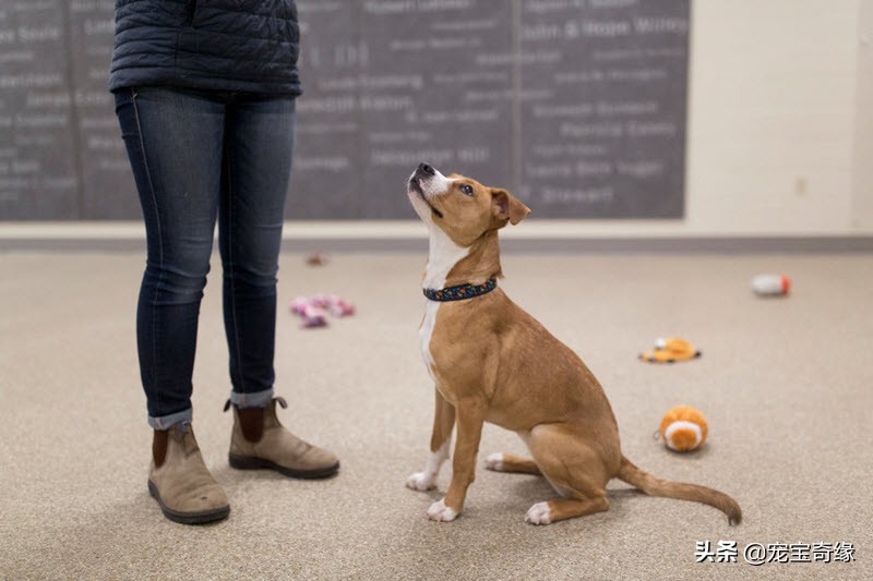 狗狗飞球比赛世界纪录,美国狗狗选美大赛
