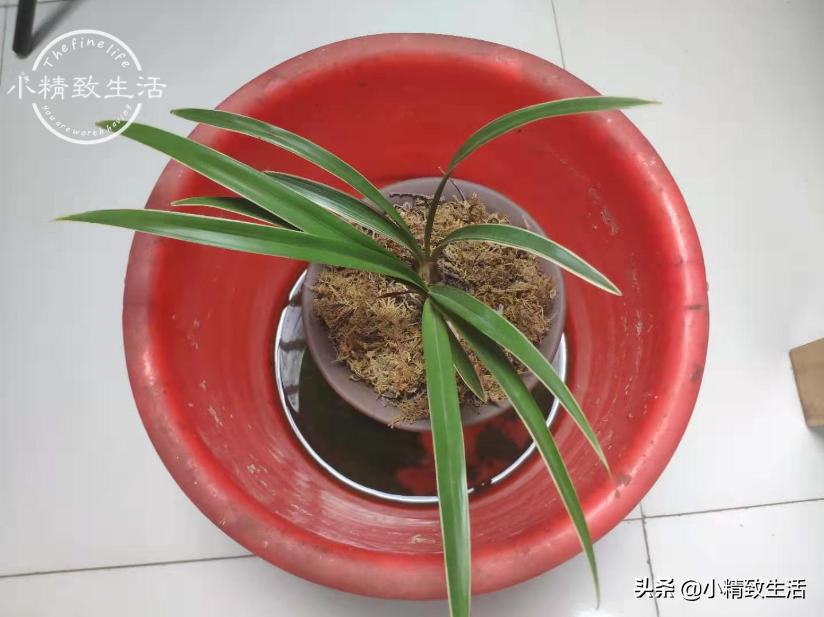 在山上挖回来的兰花缓苗多久,树下种植兰花