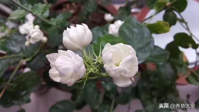 花卉冻伤怎么补救,春天浇水冻伤花根怎么修复