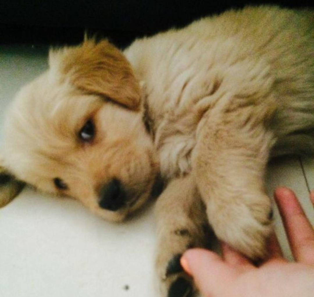 狗狗细小病毒恢复期拉血,狗狗得了细小病毒有抽搐症状