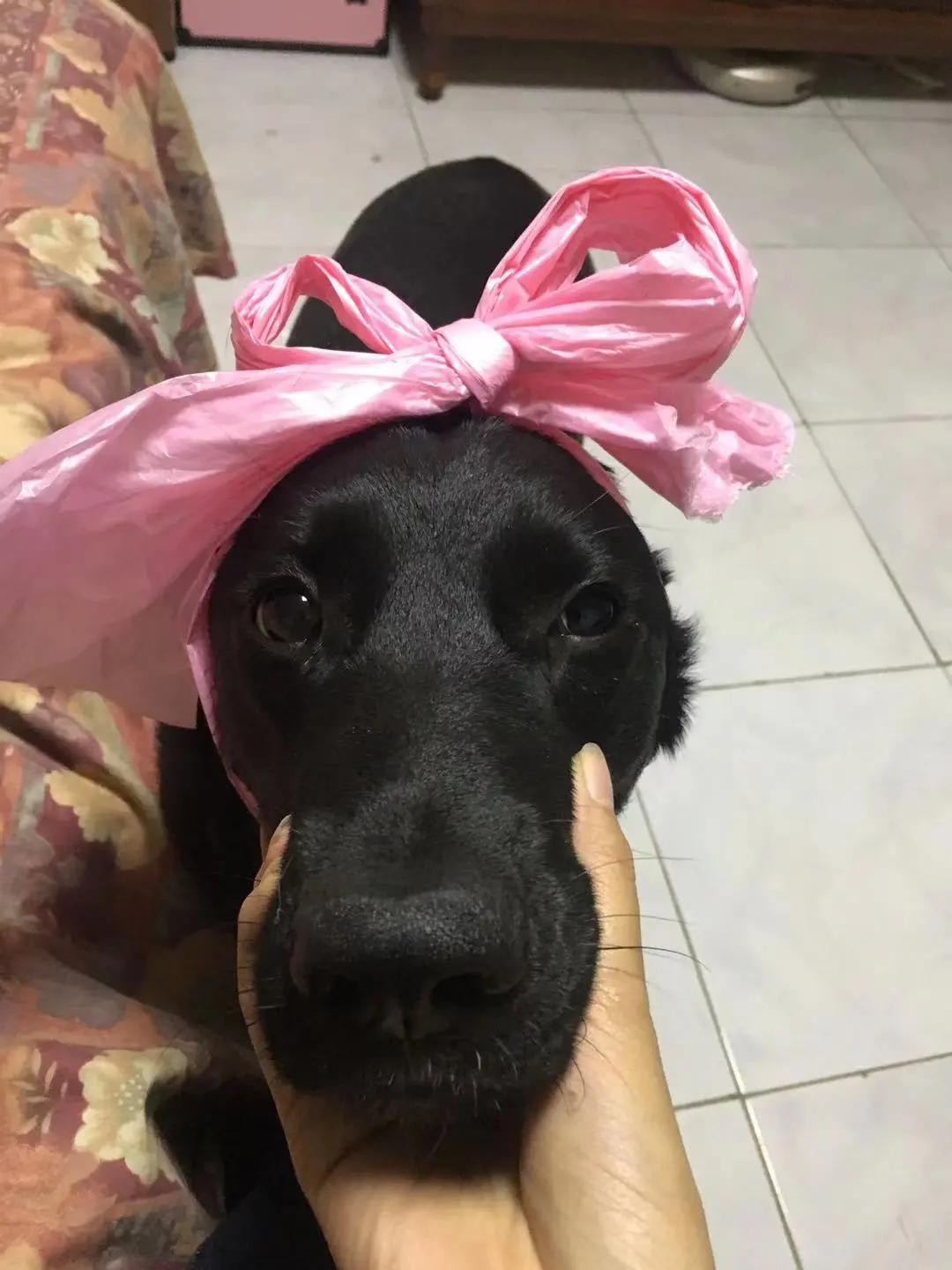 男生猛犬穿女装,男生细狗穿女装