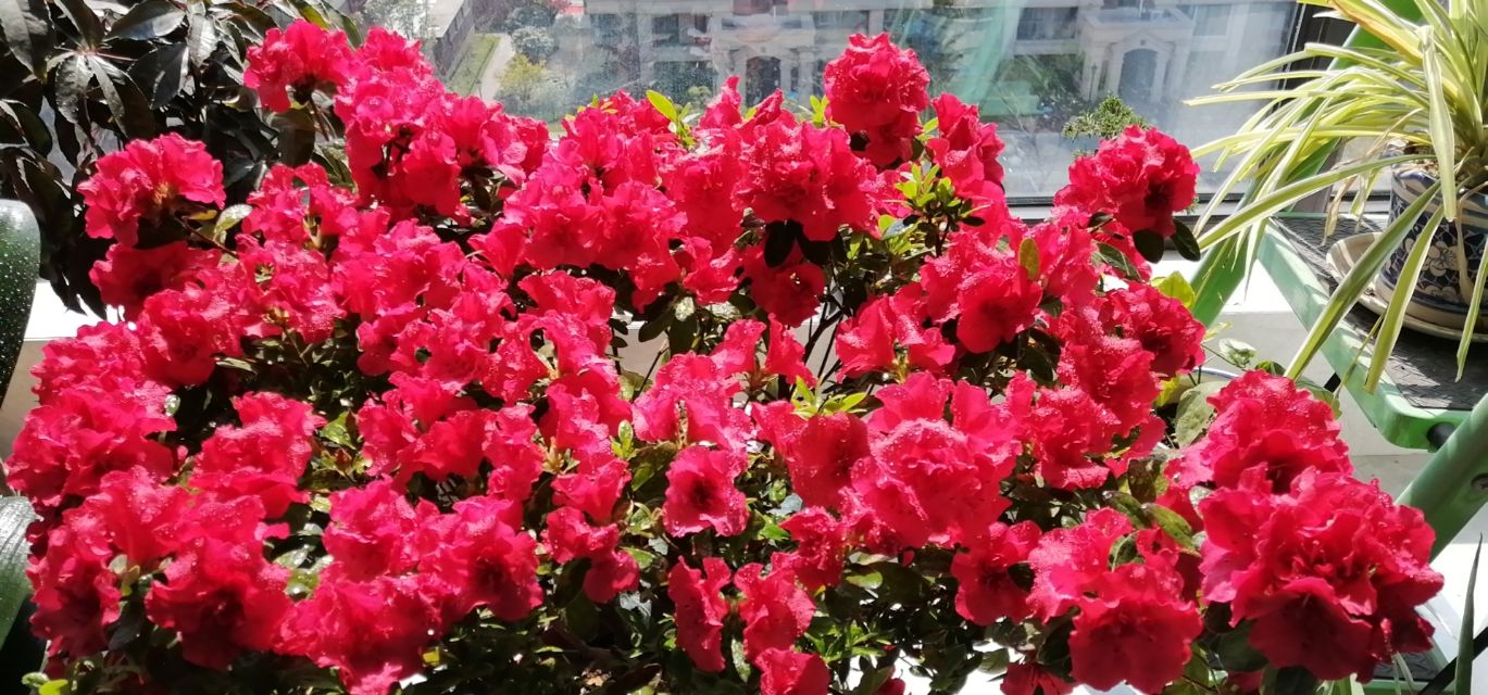 什么绿植吸收甲醛最好,大绿植吸甲醛比较好的都有什么