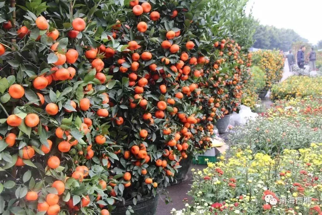 广州2020荔湾花市交通管制,南海花市最全攻略