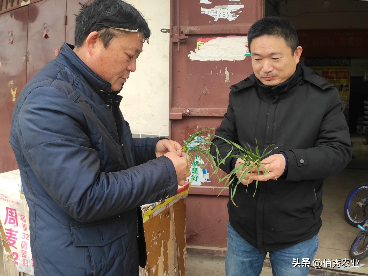 农民打工返乡，田间小麦发黄，怀疑肥料有问题，农技专家来帮忙