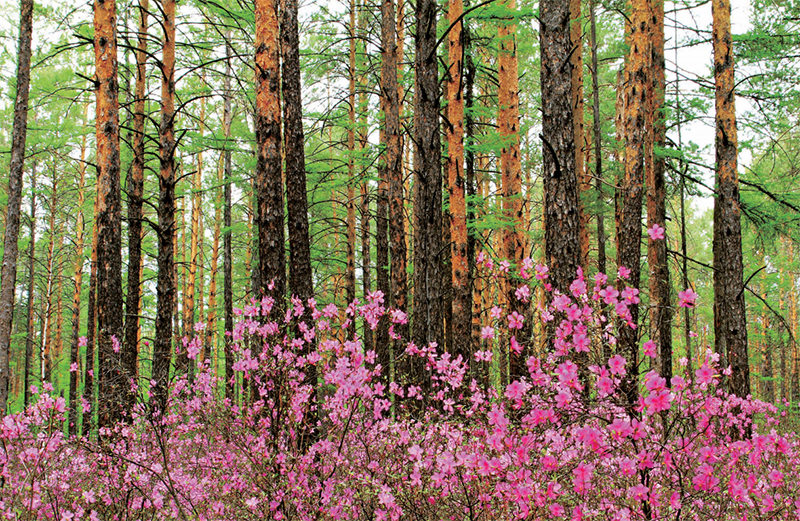 林草知识普及,林草科普讲解