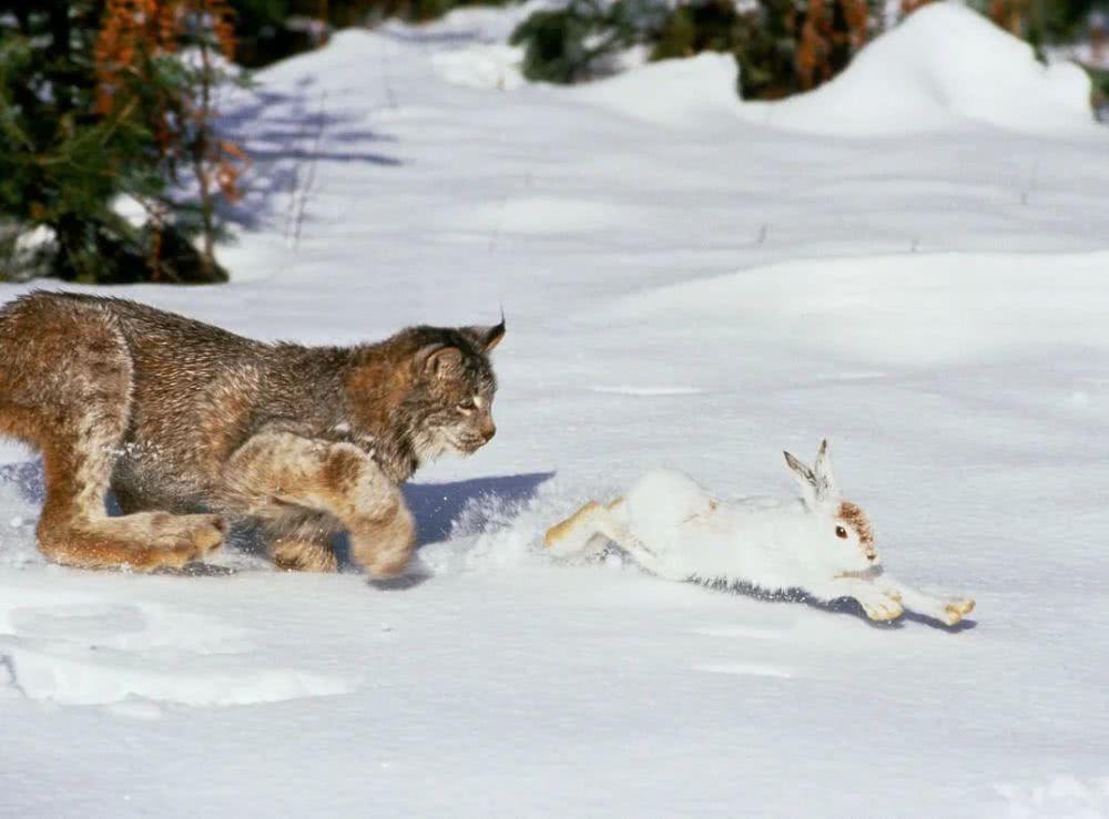 猞猁首次现身云南狼群将遭到威胁,猞猁凶残到什么程度的