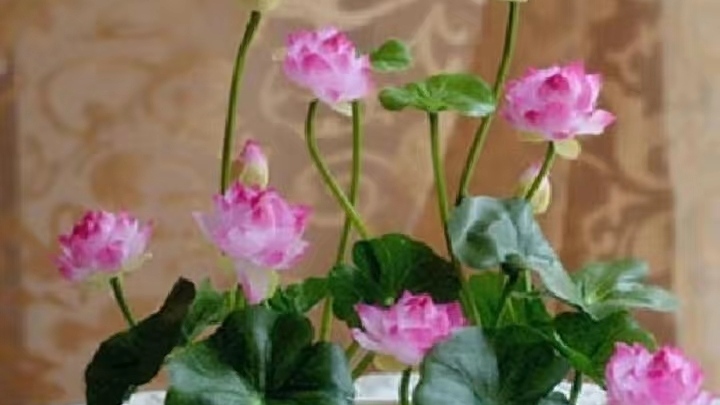 永恒等待、梦中的恋人一一碗莲