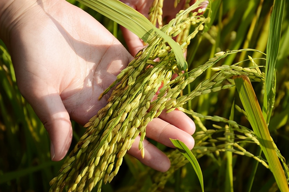 阿拉伯种麦子,为什么阿拉伯不能种小麦