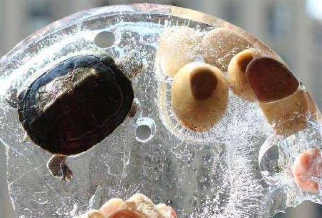 东北的大自然冰箱就是这么强悍,东北人为啥不买冰箱