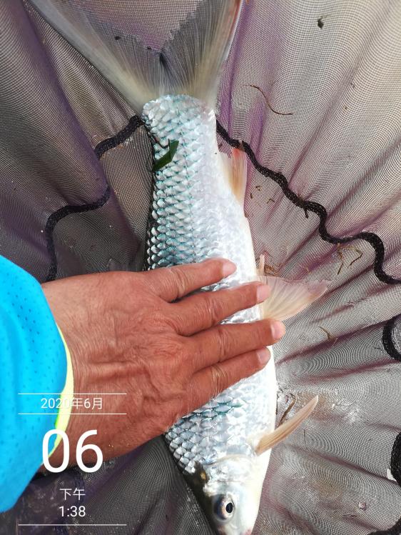 本汀太极黑棍7.2,本汀太极黑棍测试