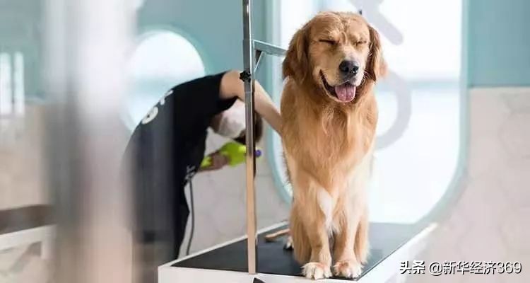 南京宠物中心商场,宠物用品购物中心