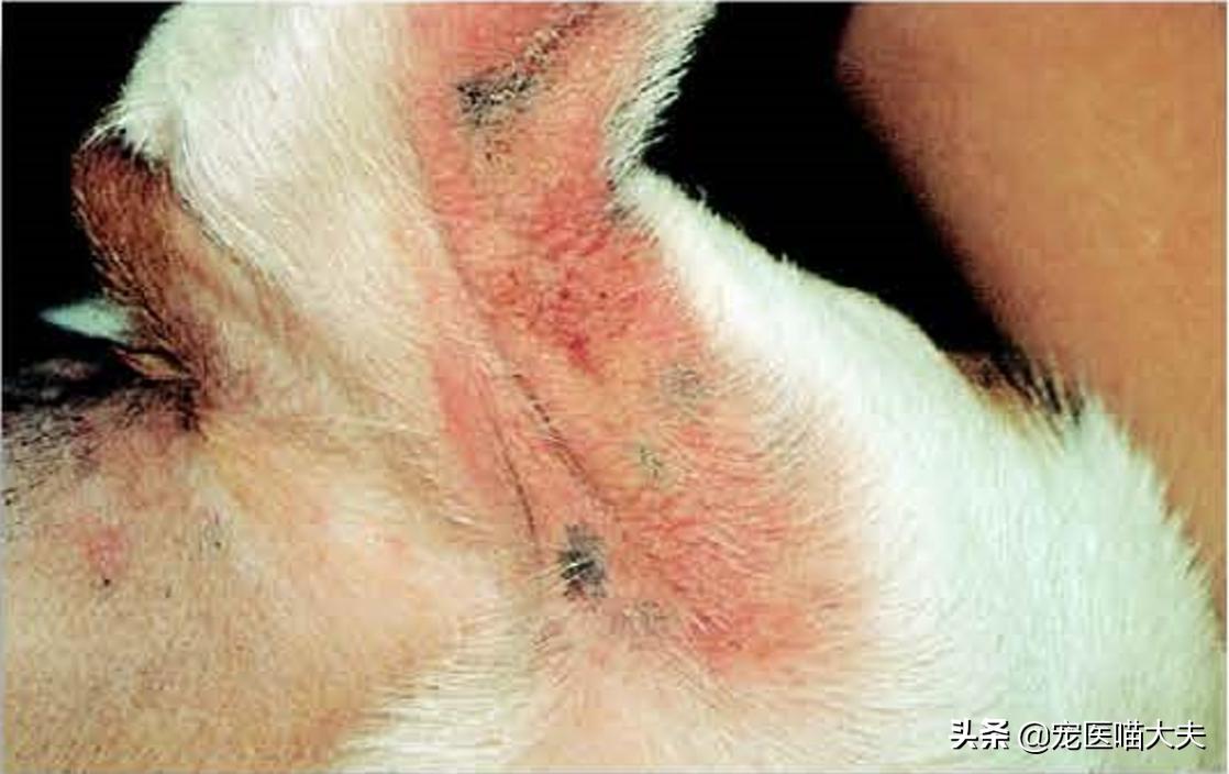 狗狗跳蚤引起的皮肤过敏怎么治,狗狗跳蚤引起的过敏性皮炎