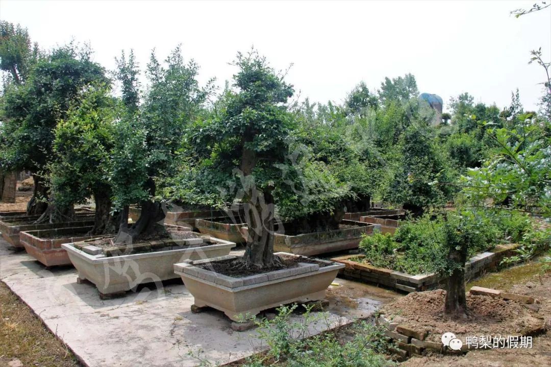 自驾车游遍中国之（一）——世界那么大，我想去神农架