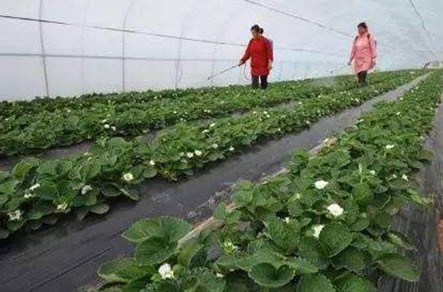 草莓打药后出现僵果怎么办,草莓控旺严重造成僵果怎么办