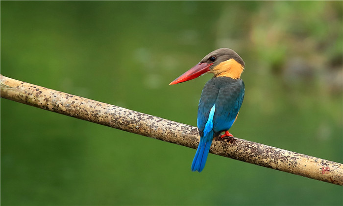 鸟类科普,最稀有的翡翠鸟
