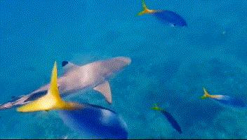 帕劳归来不看海谁说的,帕劳归来不看海