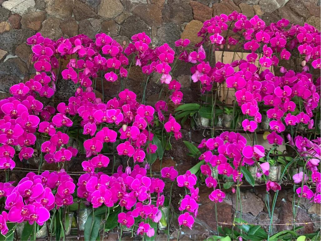 三亚旅游攻略15天自由行必备,三亚旅游攻略6夜7天自由行