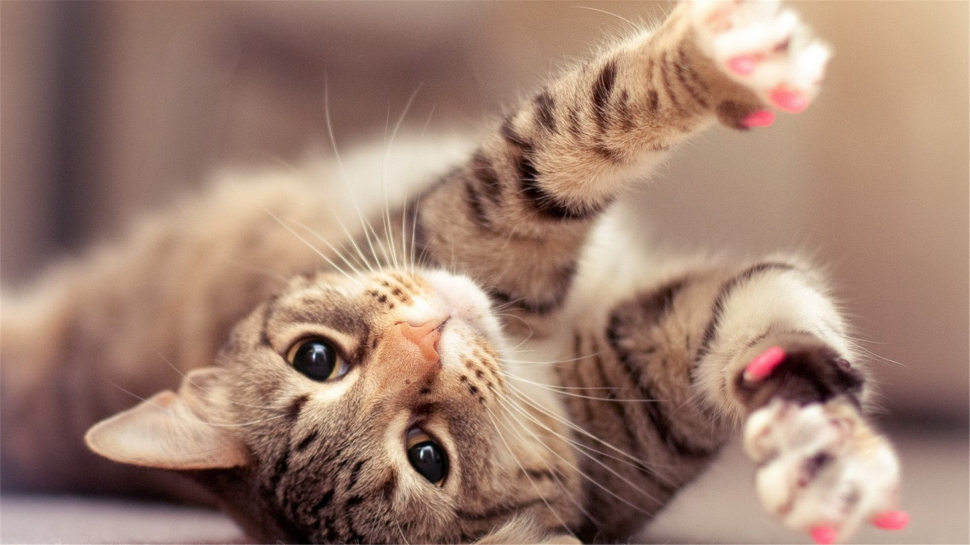 宠有为营养膏怎么样,营养膏猫用