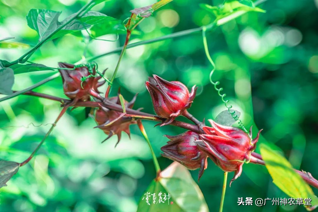 养生泡茶的中草药有哪些,泡茶最好的中草药