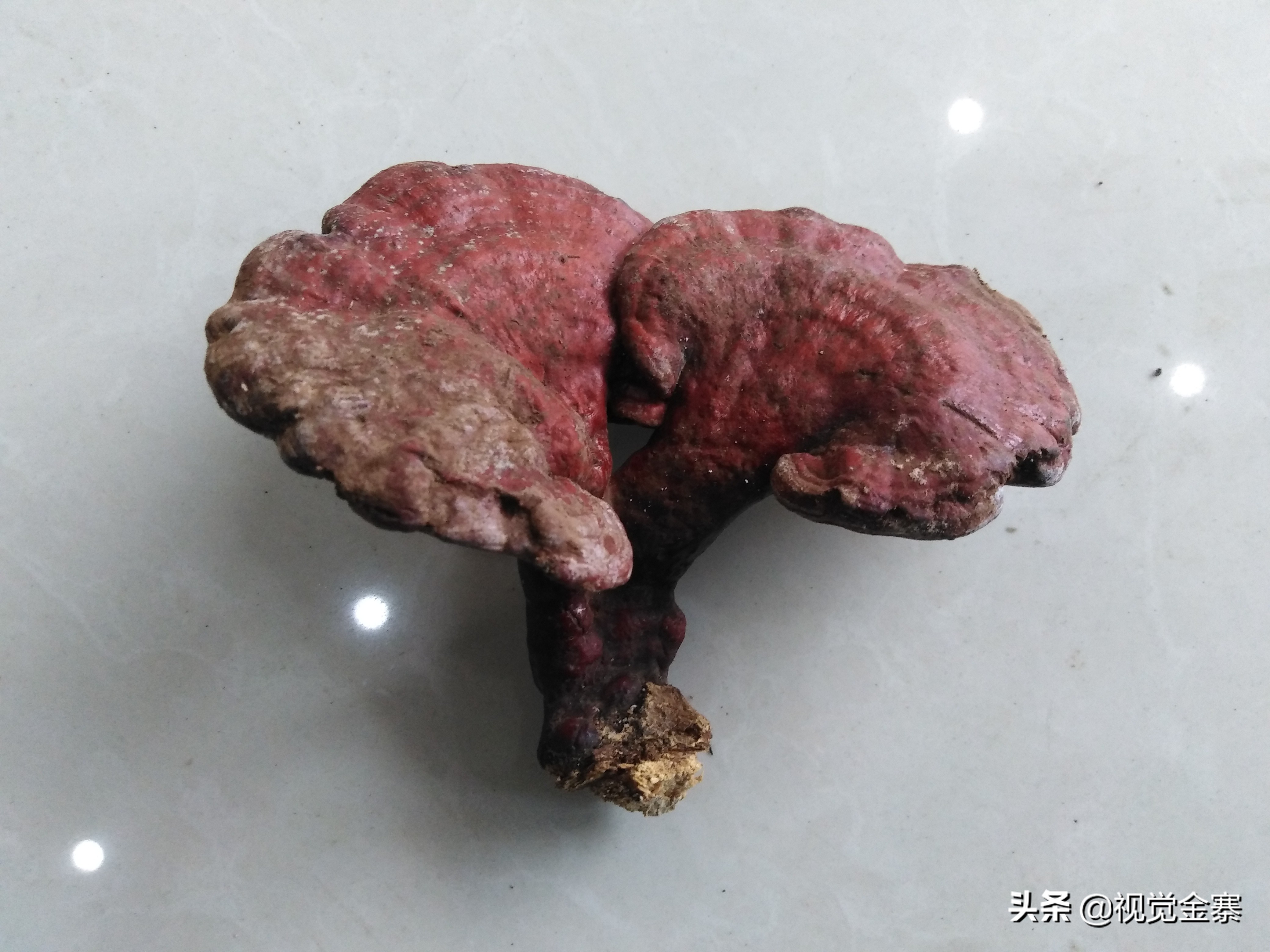 大别山稀有灵芝,大别山野生灵芝