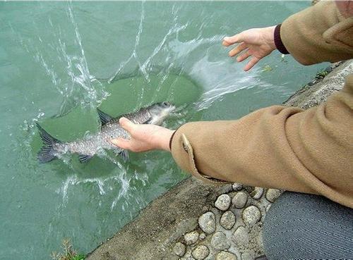 放生鳄鱼和放生扬子鳄,鳄鱼放生20年后放生鳄鱼犯法吗