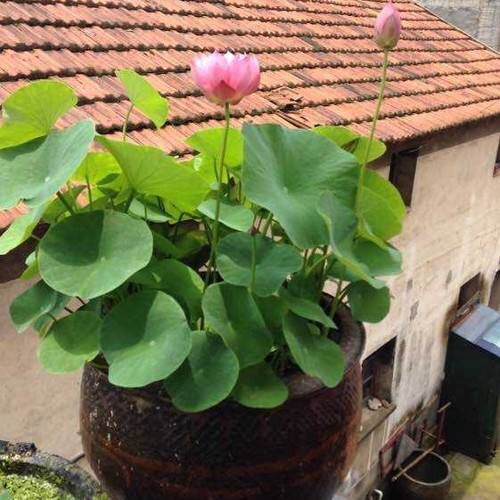 庭院养殖荷花怎么才能开花,有院子养什么花