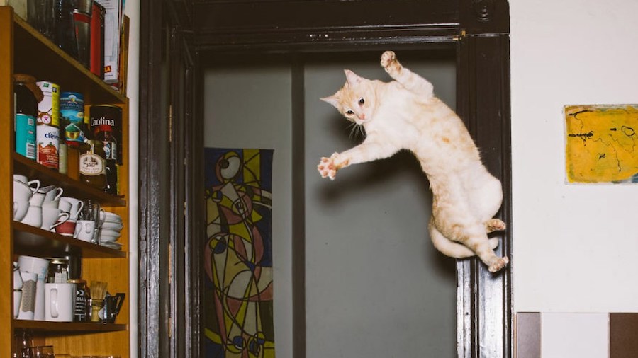 飞猫三种形态,终极飞猫飞行视频