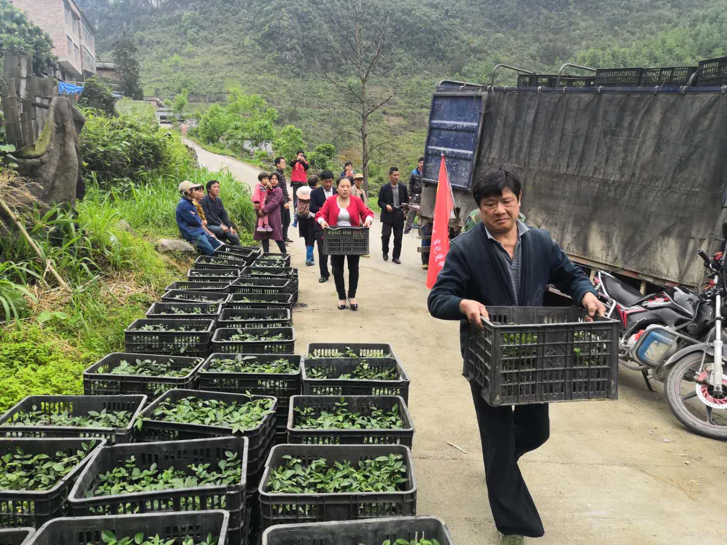 林下中药材示范种植基地,林下种植中药材设施项目方案