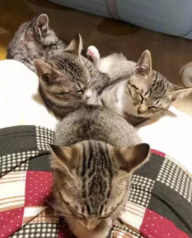 怎样可以封印住一只猫,咋样可以快速封印猫咪