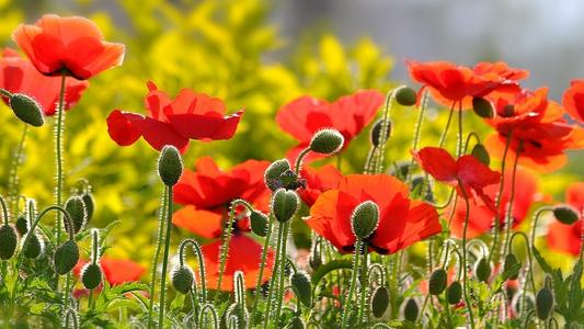 盘点世界各国国花你最喜欢哪种,盘点各国国花