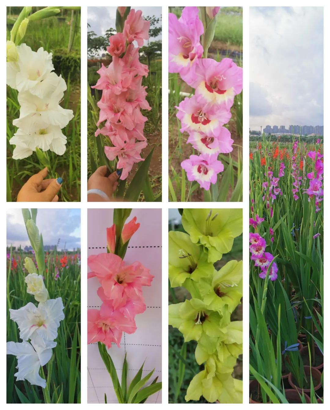 鑻椾粨浼氬憳,鑻椾粨浼氬憳鏈嶅姟