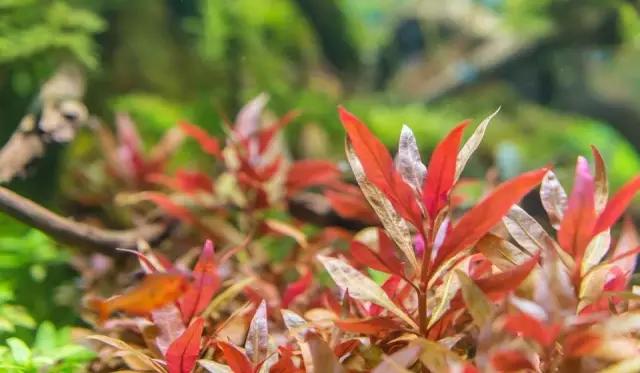 本色水景水草造景培训,本色水景水草培训