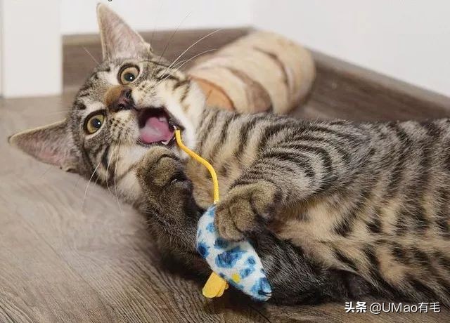 不许猫咪咬东西,不要溺爱猫咪