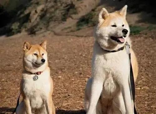 各国猛犬品种排名,各国品种猛犬