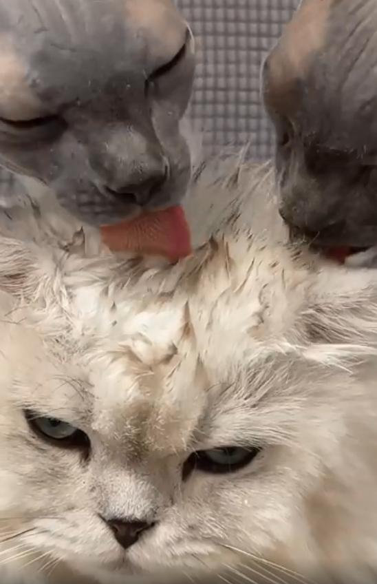 无毛猫咪沉浸式舔毛,无毛猫咪